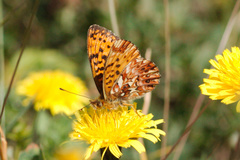 Boloria titania