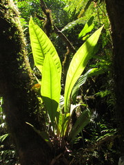Anthurium urvilleanum