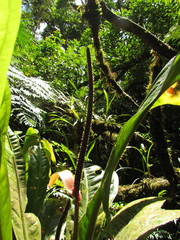 Anthurium urvilleanum