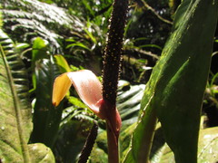 Anthurium urvilleanum