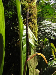 Anthurium urvilleanum
