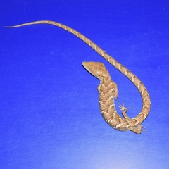 Gerrhonotus liocephalus