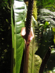 Anthurium urvilleanum