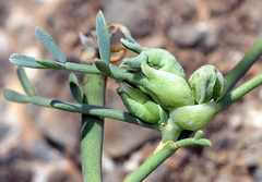 Dasineura coronillae