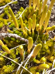 Austrolycopodium alboffii