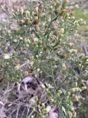 Erigeron sumatrensis