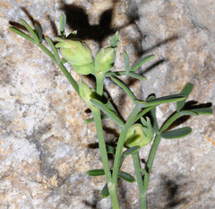Dasineura coronillae