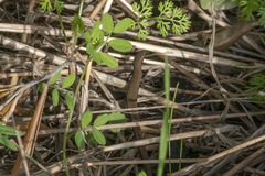 Ablepharus kitaibelii