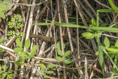 Ablepharus kitaibelii