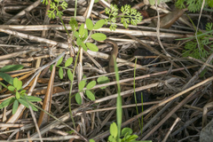 Ablepharus kitaibelii