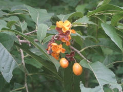 Casearia dolichophylla