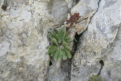 Rosularia serrata