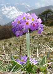 Primula denticulata
