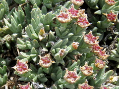 Ruschia nonimpressa