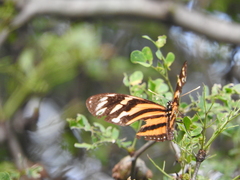 Eueides isabella eva