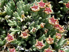 Ruschia nonimpressa
