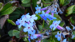 Decalepidanthus moltkioides