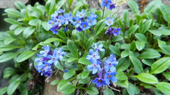 Decalepidanthus moltkioides