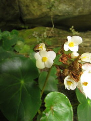 Begonia ciliatifolia