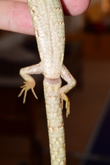 Gerrhonotus liocephalus