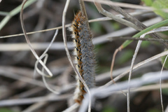 Lasiocampa grandis