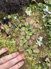 Plantago raoulii