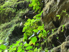 Begonia ciliatifolia