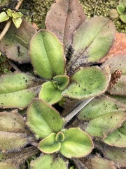Plantago raoulii
