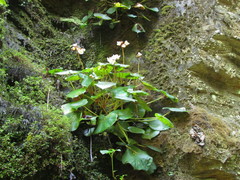 Begonia ciliatifolia