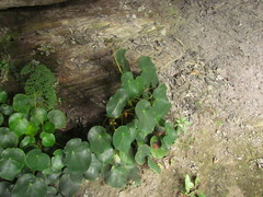 Begonia ciliatifolia