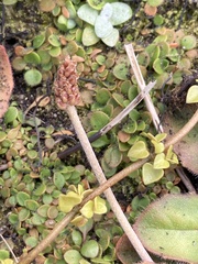 Plantago raoulii