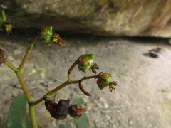 Begonia ciliatifolia