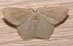 Chloropteryx tepperaria