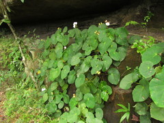 Begonia ciliatifolia
