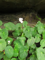 Begonia ciliatifolia