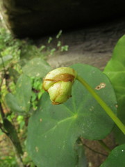 Begonia ciliatifolia