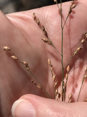 Panicum virgatum cubense