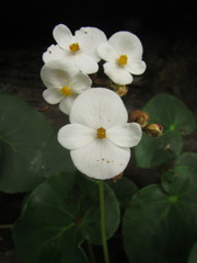 Begonia ciliatifolia