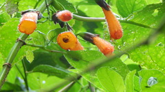 Solenophora calycosa