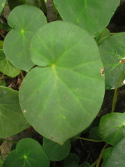 Begonia ciliatifolia