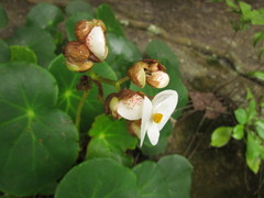 Begonia ciliatifolia
