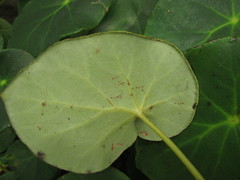 Begonia ciliatifolia