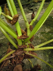 Begonia ciliatifolia