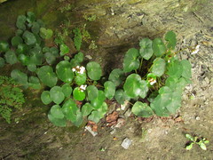 Begonia ciliatifolia