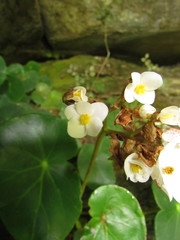 Begonia ciliatifolia