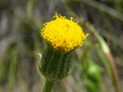 Senecio asperulus