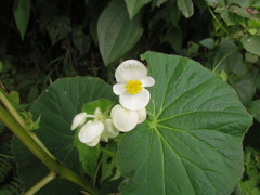 Begonia per-dusenii