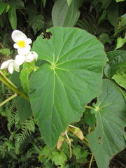 Begonia per-dusenii