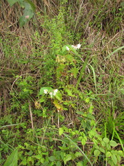 Begonia per-dusenii