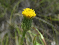 Senecio asperulus
